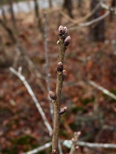 {Quercus boyntonii}